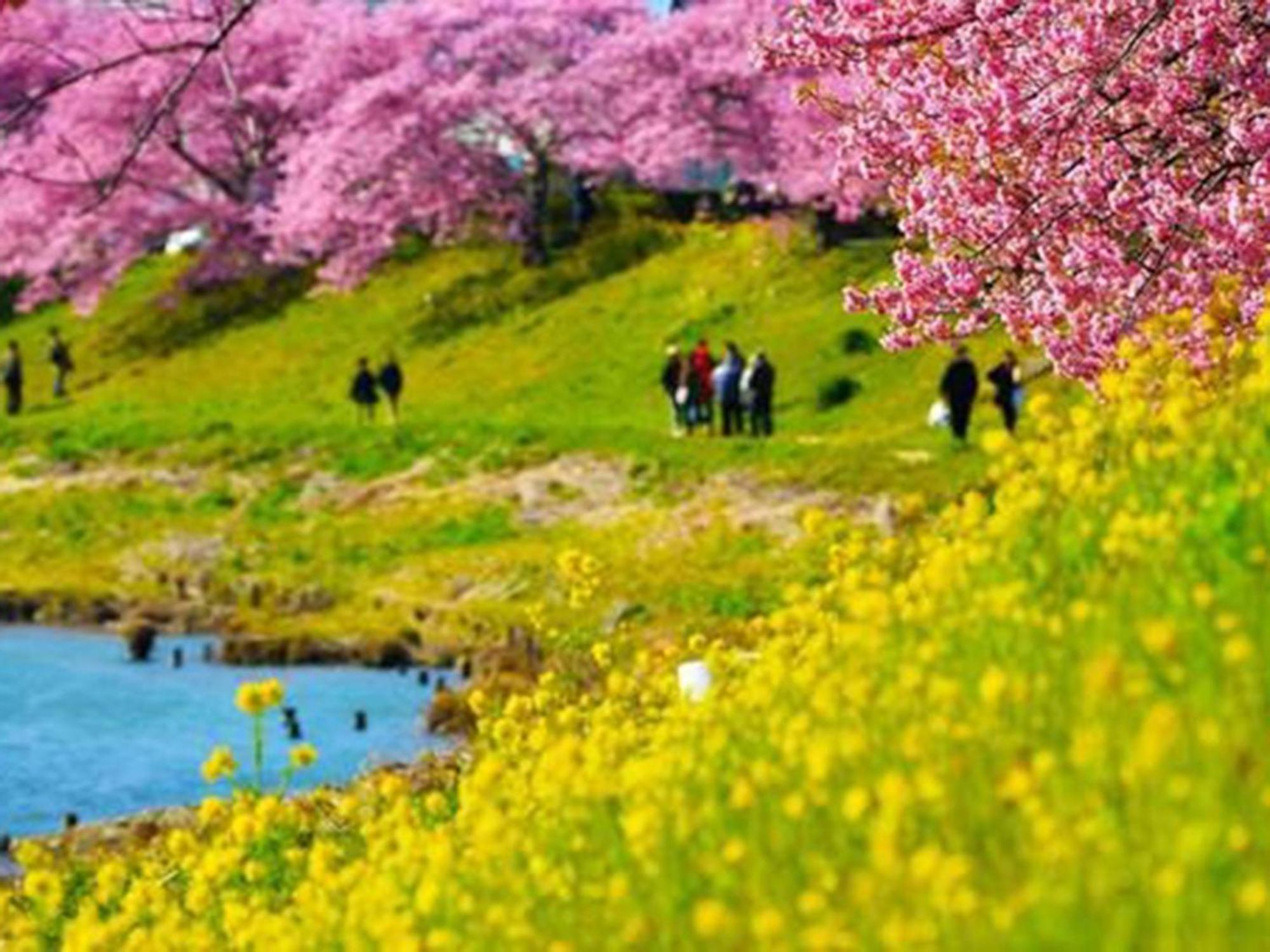 Kr バーズ ヴィラ伊豆白浜リゾート Shimoda  Dış mekan fotoğraf