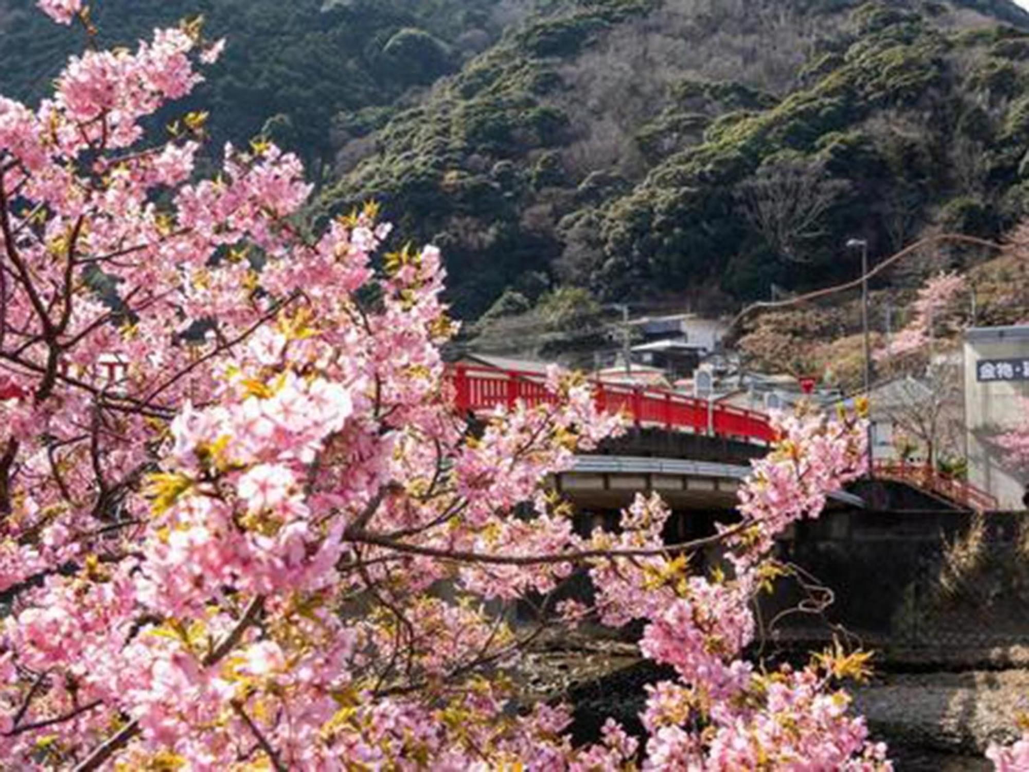 Kr バーズ ヴィラ伊豆白浜リゾート Shimoda  Dış mekan fotoğraf
